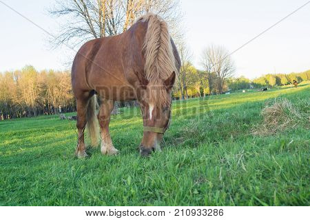 Brown horse eating grass on the field with dandelions
