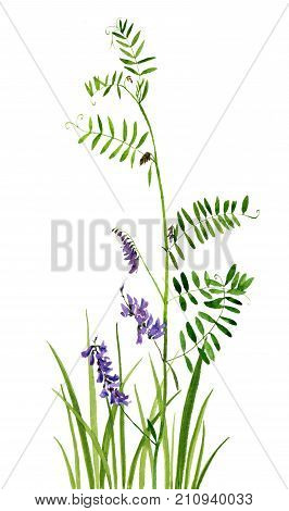 watercolor drawing purple vetch with flowers in green grass, painted botanical illustration in vintage style, color floral composition, hand drawn natural background