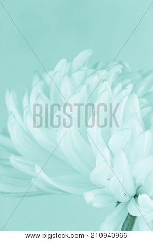 Close up of cremone chrysanthemum toned with blues with copy space.