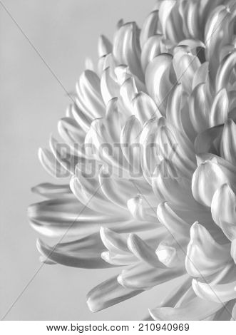 Close up of cremone chrysanthemum with directional light and in black and white with copy space.