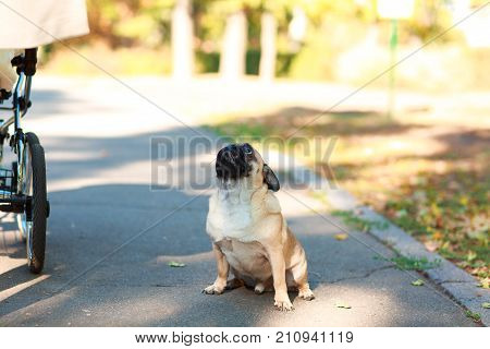 Pug sitting on the street happy and satisfied close-up