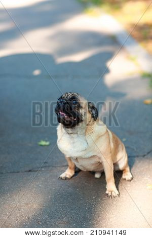 Pug sitting on the street happy and satisfied close-up