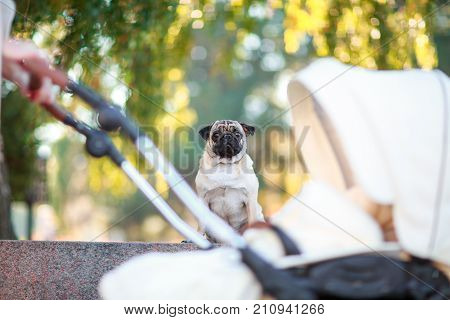 Pug sitting on the street happy and happy close-up on the background of a stroller