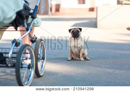 Pug sitting on the street happy and happy close-up on the background of a stroller