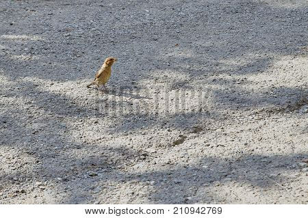 House Sparrow