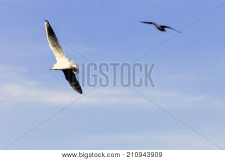 Flying Common Tern in the park - Bedfont Lakes Country Park, London