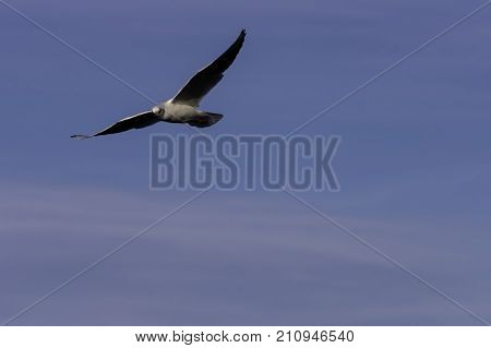 Flying Common Tern in the park - Bedfont Lakes Country Park, London