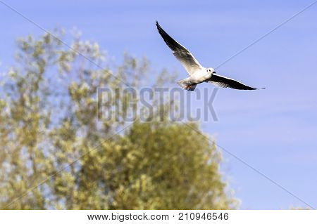 Flying Common Tern in the park - Bedfont Lakes Country Park, London
