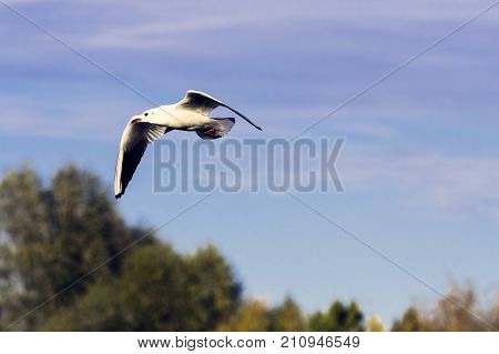 Flying Common Tern in the park - Bedfont Lakes Country Park, London