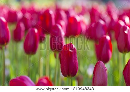 Nature and Botanical Concepts. Macro Shot of Classical Tulips Selectives of Sky High Scarle Sort Against Blurred Background. Located in Keukenhof National Park in the Netherlands. Horizontal Image