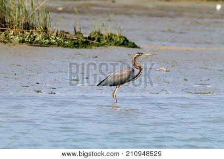 Purple heron close up from Po river lagoon Italy. Migratory bird. Italian nature
