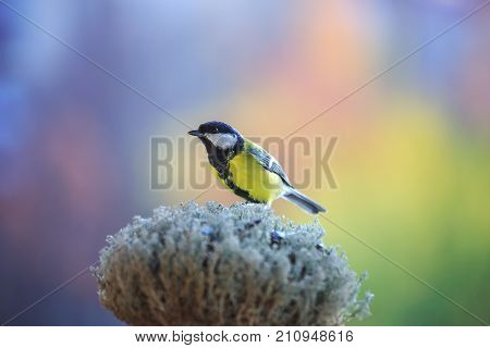 Tomtit sitting on the feeder. Bird on bright blurred background. Caring for birds in winter. Studio.