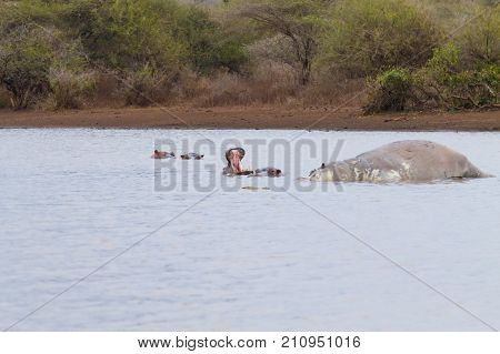 Dead hippo on Kruger National park waterhole. Safari and wildlife South Africa. African animals