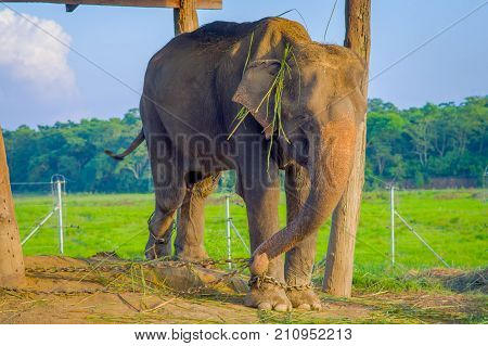 Beautiful elephant chained in a wooden pillar under a tructure at outdoors, in Chitwan National Park, Nepal, cruelty concept.