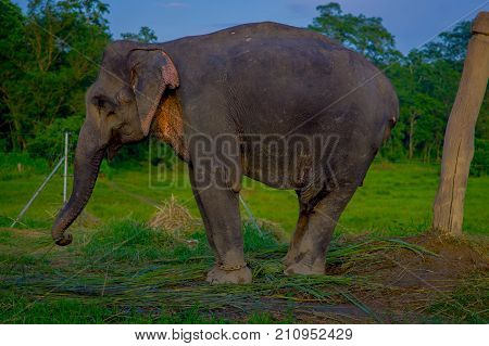 Close up of beautiful sad elephant chained in a wooden pillar at outdoors, in Chitwan National Park, Nepal, sad paquiderm in a nature background, animal cruelty concept.