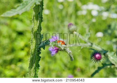 Ladybug On The Stem Of Burrs