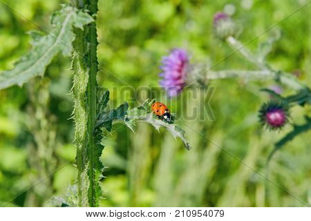 Ladybug On The Stem Of Burrs