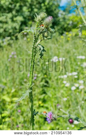 Ladybug On The Stem Of Burrs