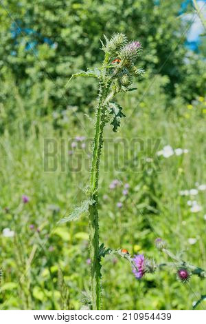 Ladybug On The Stem Of Burrs