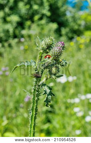 Ladybug On The Stem Of Burrs