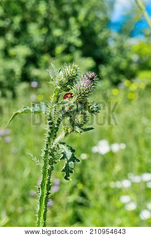 Ladybug On The Stem Of Burrs