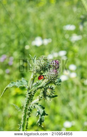 Ladybug On The Stem Of Burrs