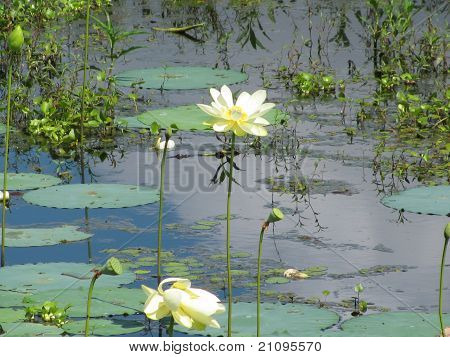 Gelbe lotus