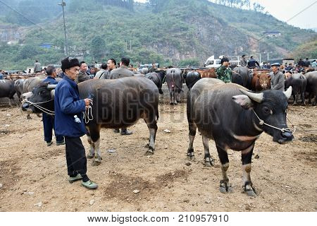GUIZHOU, CHINA - CIRCA AUGUST 2016: The livestock market in Guizhou province in China.