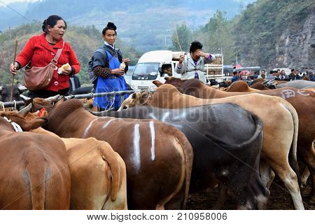 GUIZHOU, CHINA - CIRCA AUGUST 2016: The livestock market in Guizhou province in China.