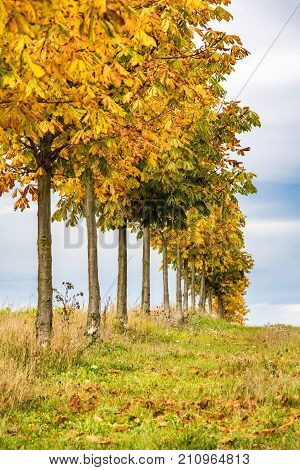 Line Of Autumnal Little Chestnut Trees, Grass And Sky