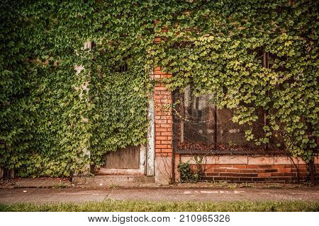 Old storefront with ivy growing over the front