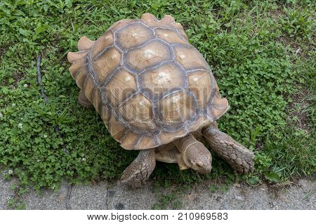 A tortoise in captivity crawling on the grass