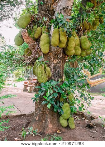 A tree branch full of jack fruits.