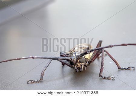 Closeup timberman-beetle (Acanthocinus aedilis) on a table