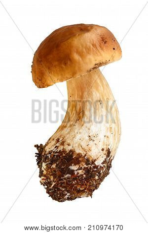 One Boletebolete Is Isolated On A White Background