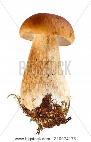 One Boletebolete Is Isolated On A White Background