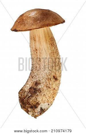 One Boletebolete Is Isolated On A White Background