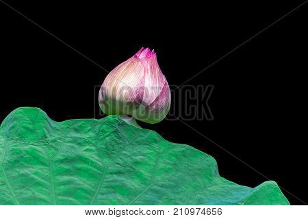 Pink lotus bud isolated on black background