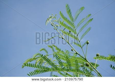 fresh green leucaena glauca plant in nature garden
