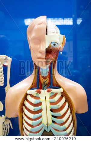 Human internal organs dummy, training dummy, detail of the face, thorax and intestines. Healthcare concept. Human anatomy