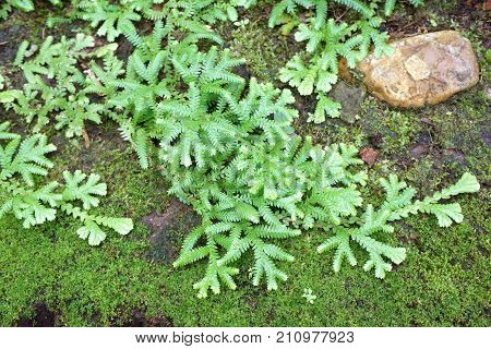 fresh green fern selaginella involvens on the ground