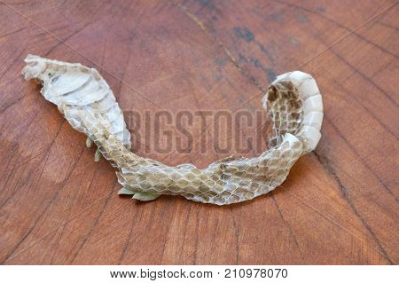 snake slough skin on the wooden board