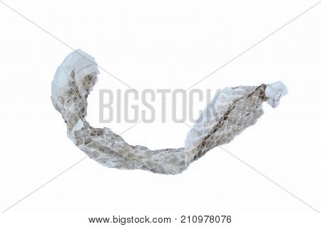 snake slough skin on the white background