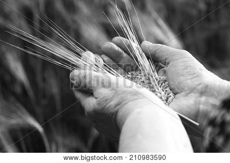 Poor harvest. Wheat grains with ear in old woman hand in the wheat field black and white photo