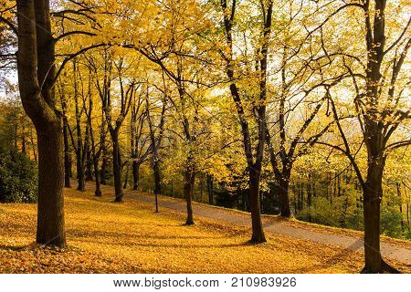 Narrow path lit by soft spring sunlight. Forest spring nature. Spring forest natural landscape with forest trees