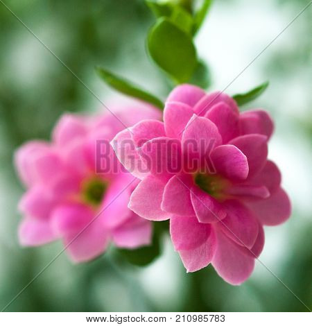 Macro view of pink Kalanchoe flowers on a window sill