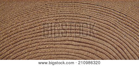 sawed a tree as a close-up background