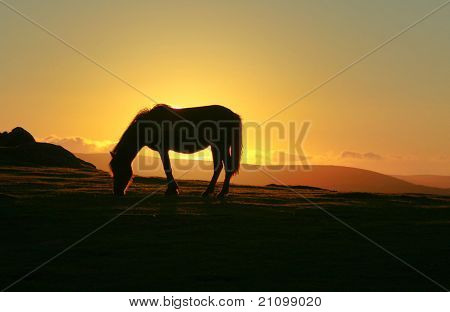 Dartmoor pony bij zonsondergang