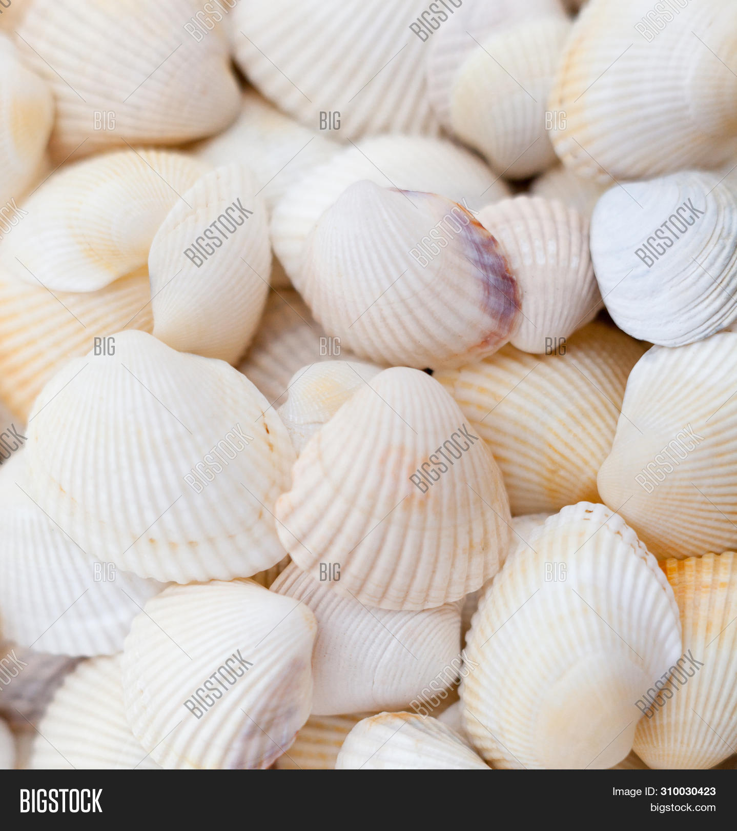 Wite Shells White Seashells. Image & Photo (Free Trial) | Bigstock