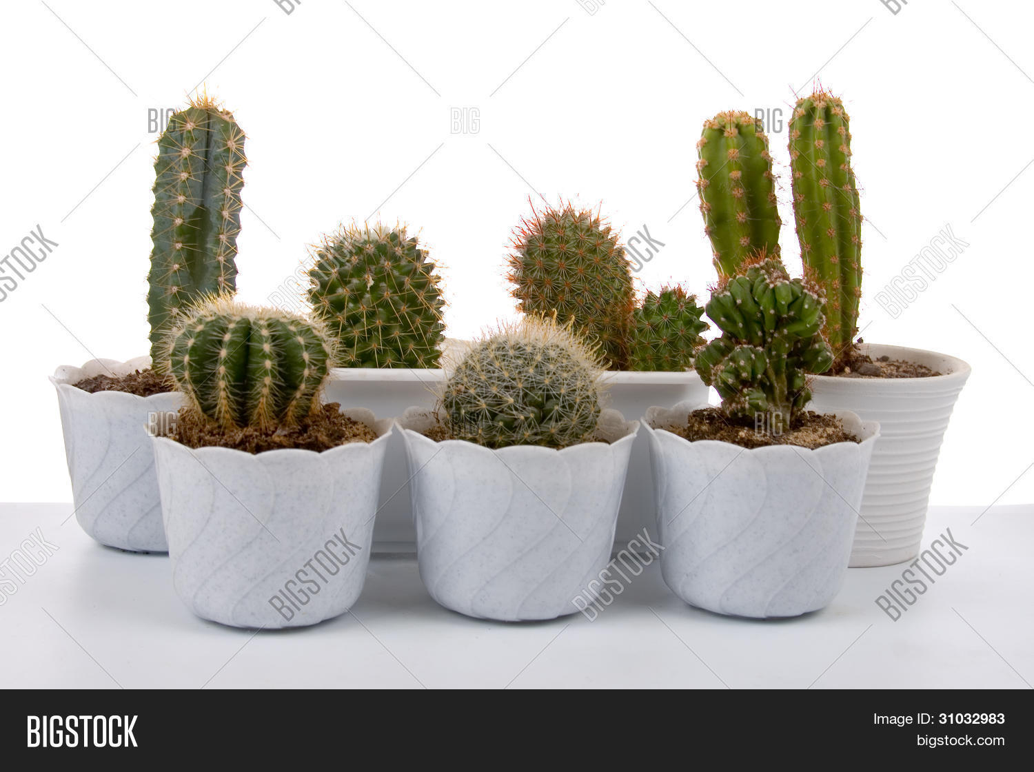 Cactus Pots Image & Photo (Free Trial) Bigstock